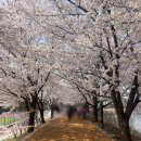 원천교 | 수원 숨은 벚꽃명소🌸 원천천 둘레길~광교호수공원 벚꽃터널 (벚꽃명소 지도 공유!)
