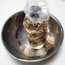 영용농장 | 집에서 버섯키우기 체험! 드림버섯농장 표고버섯키우기 키트로 아이와 즐긴 표고버섯재배 후기