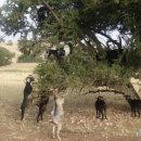 염소왕국 이미지