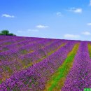 라벤더 (lavender) 이미지