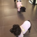 금평 보금자리 애견미용텔 이미지