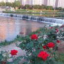 청천금호 이미지