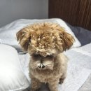 견묘당 | 강아지 샴푸 추천 천연 저자극 스프레이형 견묘당 후기