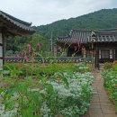 털여뀌 이미지