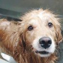 통영반려견 셀프목욕탕 이미지