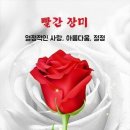 로즈데이 이미지