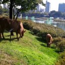 상순이네 하우스 이미지