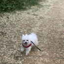 펫트리멍 이미지