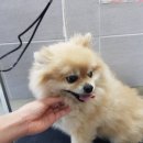미소종합동물병원 네이버블로그