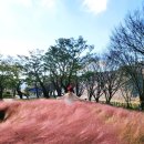 단양여행 단풍명소와 핑크뮬리 구인사 고운골남한강갈대숲