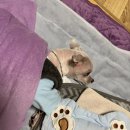 교보동물병원 네이버블로그