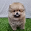 바람난강아지 | 부평 강아지분양후기, 우리 가족에게 온 행복 이야기