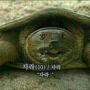 코코들 이미지