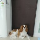 더도그맨션 이미지