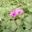 클로버 카카오 검색결과