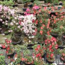 음성(남이) 이미지