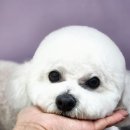 강아지 미용실 이미지