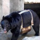 고통에 괴로워 하는 새끼곰을 죽이고 자살하는 어미곰.. 이미지