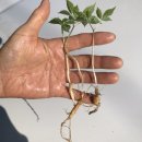 서화농장 이미지