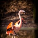 플라밍고 이미지