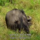 들소 이미지