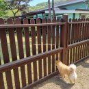 밸런스독 이미지