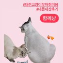 함께냥 대전점 | 대전 고양이미용 ‘함께냥’ 무마취 30분컷 미용과 목욕까지 내돈내산