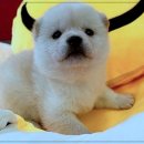 펫365 강아지분양 고양이분양 전주본점 이미지