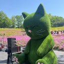 철쭉길 | 서울 봄꽃축제 불암산 철쭉동산 데크길 산책로 방문 후기