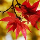 어미들 농장 이미지