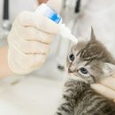 데본냥이 이미지