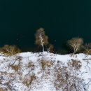 나무의꿈 이미지