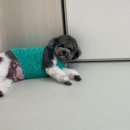 강변유치원 | 사건•사고 절대 없는 믿음직한 하남 미사[퍼시독]애견유치원