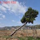 향나무 - 함안군 | 향나무