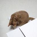 왕발고양이 | 고양이 습성 맞춤 박스 집 하우스 숨숨집 준비