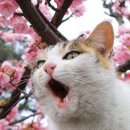700고지 이미지