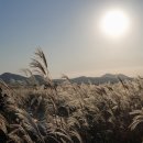 월매민박 | 제주 서쪽 억새 군락지에 가다 (막 찍어도 화보가 된다)