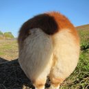 토실토실 이미지