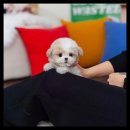 유앤미펫 강아지분양 고양이분양 용인점 이미지