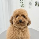 서울애견미용실