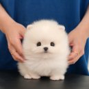 울산 강아지분양 미유펫 | 구리강아지분양 미유펫 다녀온 솔직 후기