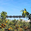 오가네 농장 이미지