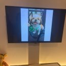 타임투반려동물 장례식장 이미지