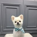 엘리 애견미용실 이미지