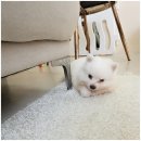 펫스티발 | 펫스티발에서 느낀 하남애견분양의 따뜻한 후기