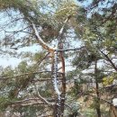 [동상산악회 정기산행] 관악산둘레길1구간 낙성대~관음사 코스후기