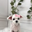 엔젤라독 | 대구애견미용 엔젤라독에서의 특별한 날들, 우리 아이의 변신 이야기