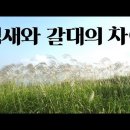 갈대이야기 이미지