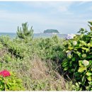 종달바당 이미지