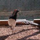 호빈조류새농장 이미지